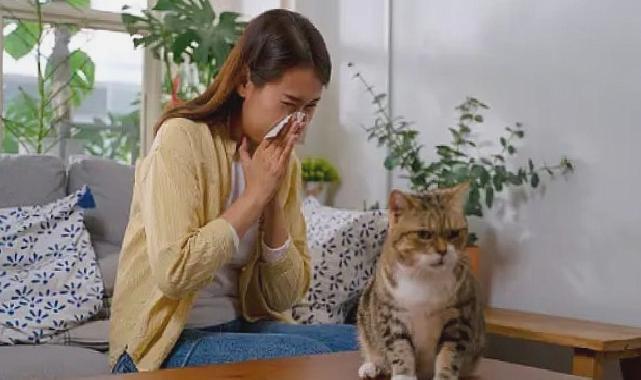 Akıllı mamalar, kedi alerjilerini ortadan kaldırabilir
