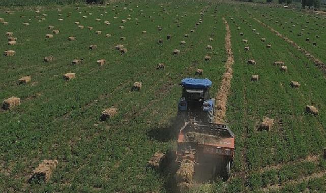 434 Dekar Araziden Elde Edilen Kaba Yem Üreticiye Dağıtılacak