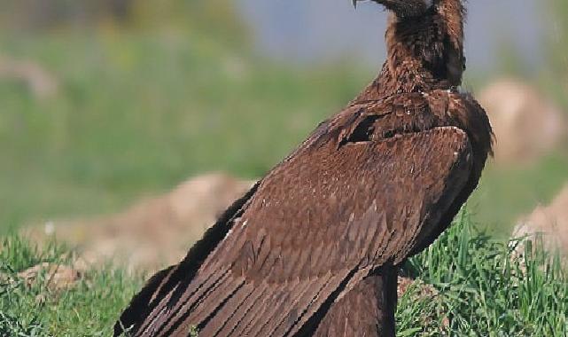 Beypazarı’nda doğa katliamına neden olacak kalker ocağı projesi durduruldu