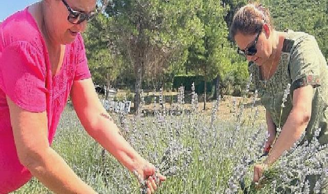 Bodrum Belediyesi, Garaova Tarım Park’ta üretilen lavantaların hasadına başladı.