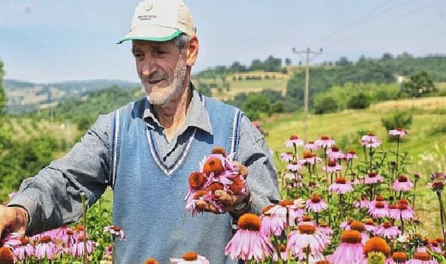 Ekinezya Hasat İçin Gün Sayıyor