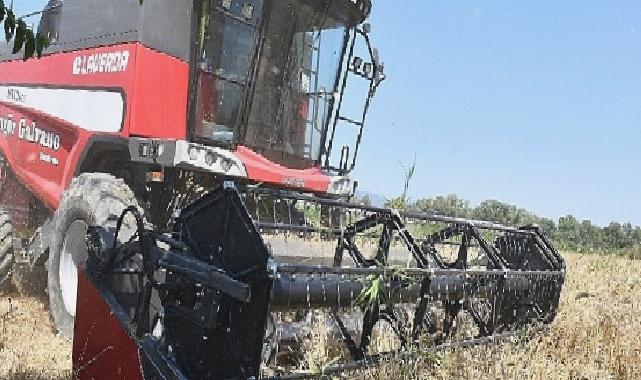 İlk Defa Belediye Arazisinde Buğday Hasadına Başlandı