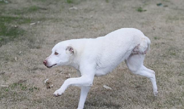 Karşıyaka’nın ampute köpekleri emin ellerde