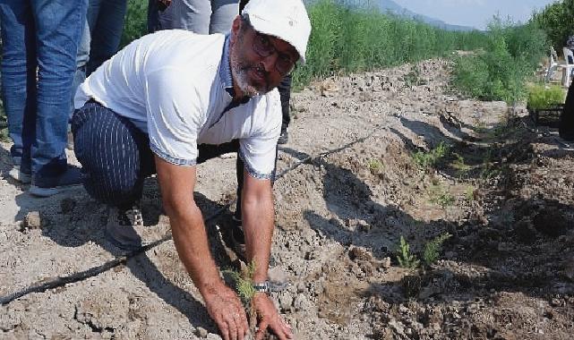 Kuşkonmaz üreticisi Sparga1 Tarım A.Ş., 400 dönümlük alanda dikim faaliyetine başladı