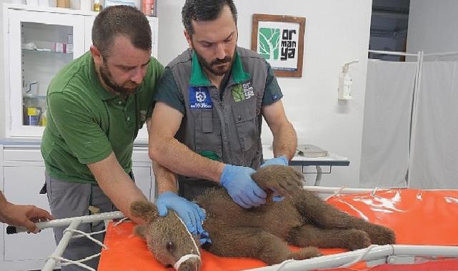 Yaralı boz ayı Ormanya’da yaşama tutundu