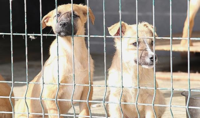 Yılın ilk 6 ayında 13 bin 467 sokak hayvanına tedavi