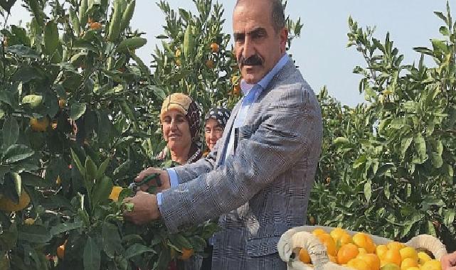 2023/24 sezonunda narenciye rekoltesinde rekor artış