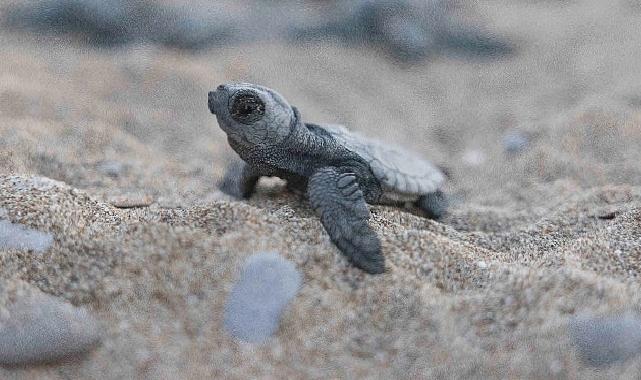 Mavi Gönüllüleri, Indigo Turtles projesi ile Caretta Caretta’ları Akdeniz’le buluşturmaya devam ediyor