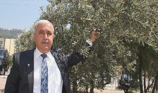 Sofralık zeytin ihracatı döviz bazında yüzde 52 arttı