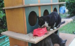 Bayraklı’da can dostlar için ‘bir kap su’ çağrısı