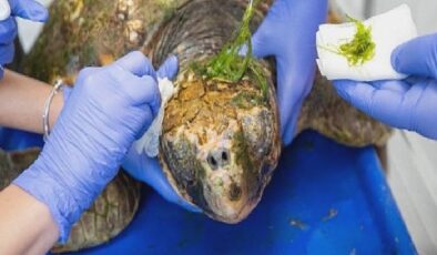 Körfez’deki yaralı Caretta caretta kurtarıldı