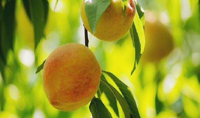 Şeftali ve nektarin ihracatı 250 milyon dolara koşuyor